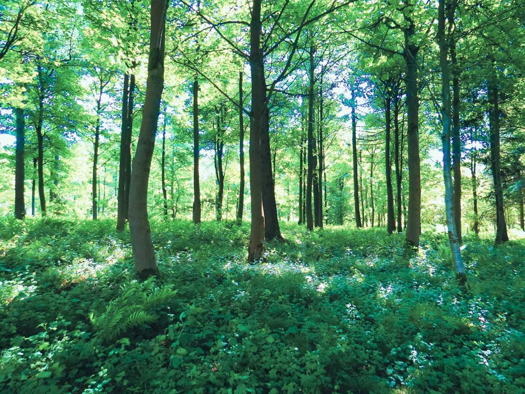 Ruhiger und entspannender Wald in der Natur