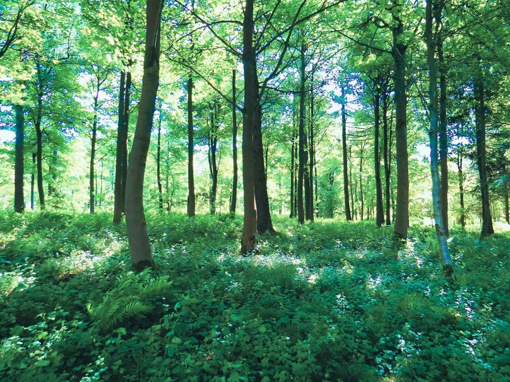 Ruhiger und entspannender Wald in der Natur